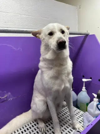 Toby GSD
