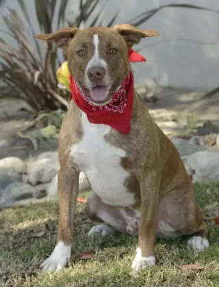 Apache