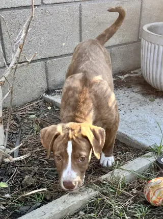 Apache