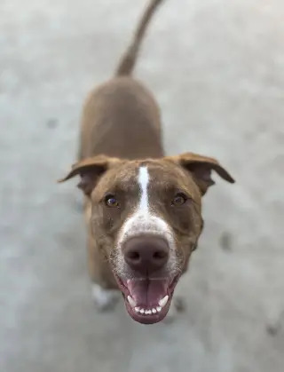 Apache