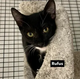 Rufus