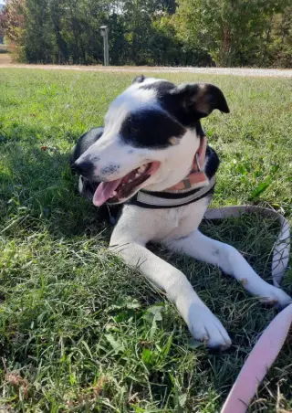 Ada