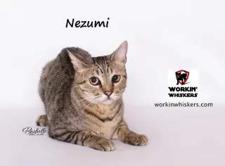 NEZUMI
