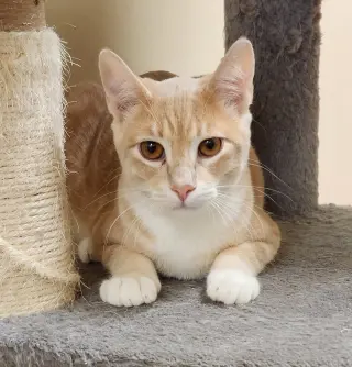 LEO