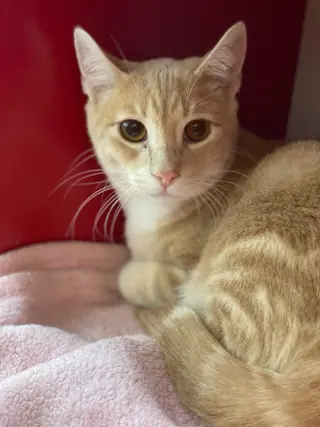 LEO
