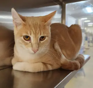 LEO