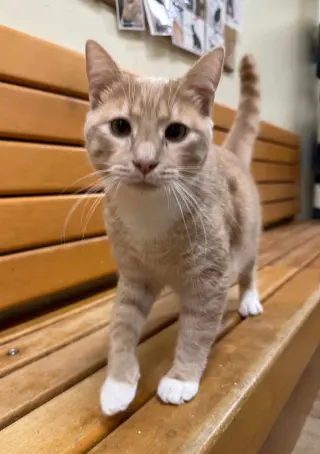 LEO