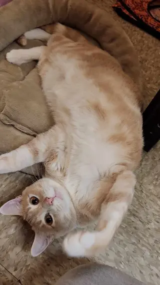 LEO