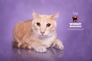 LEO