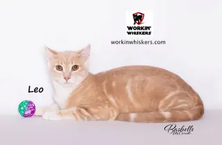 LEO