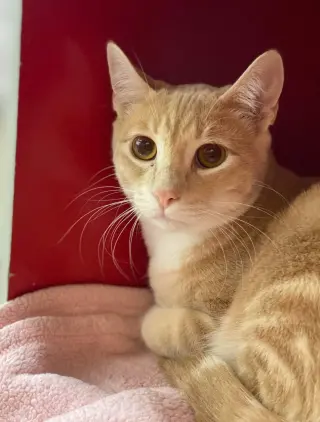 LEO