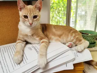 LEO