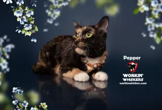 PEPPER