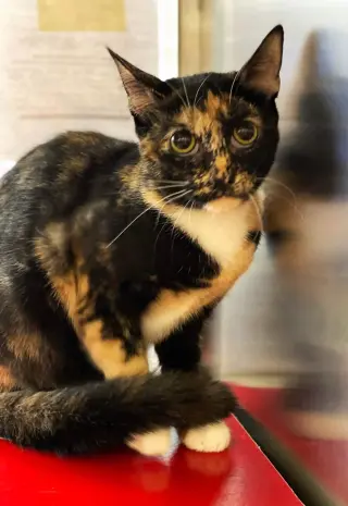 PEPPER
