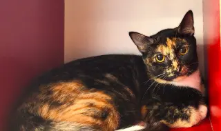 PEPPER