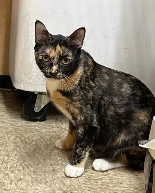 PEPPER