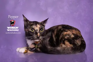 PEPPER