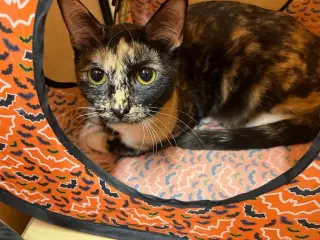 PEPPER
