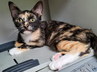 PEPPER