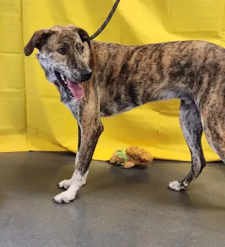 Baxter
