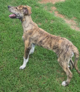 Baxter