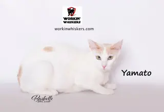YAMATO