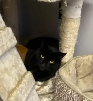 Pickles