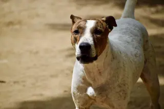 Diva
