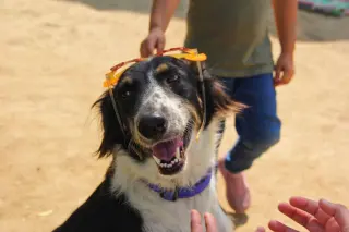 Mowgli