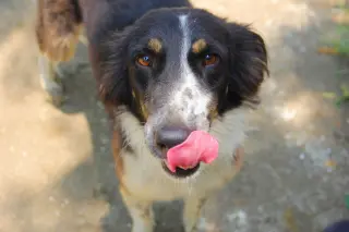 Mowgli