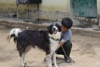 Mowgli