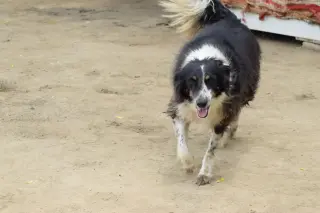 Mowgli