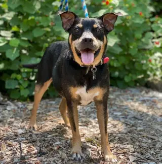 Roscoe