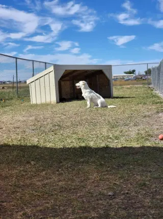 Igloo