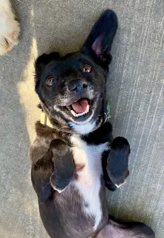 Scamp