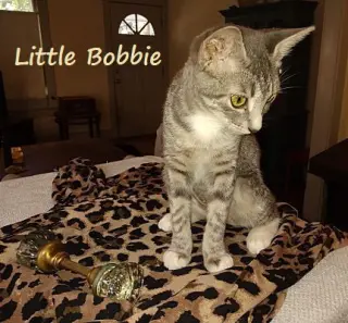 Little Bobbie #bestie-of-Tango