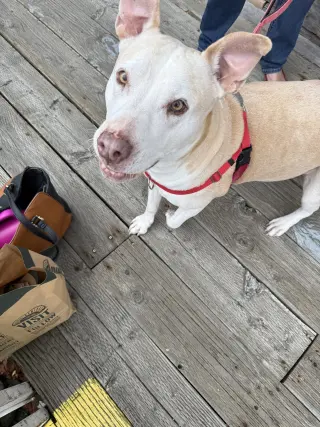 Gracie