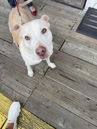 Gracie