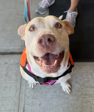 Gracie
