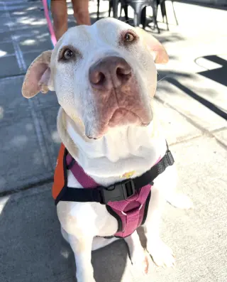 Gracie