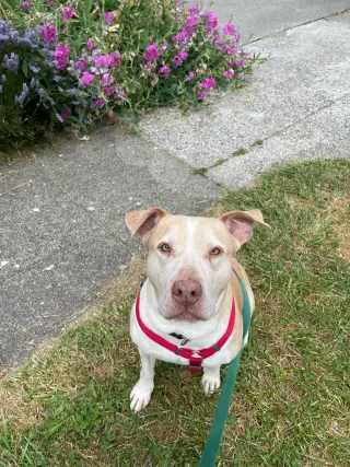 Gracie