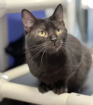 Charisma