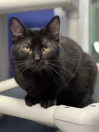Charisma