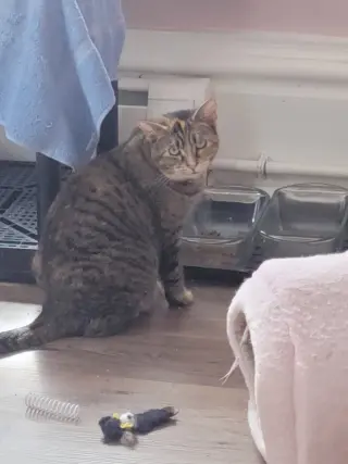 Taffy -  - Sponsored by Angela & Mario