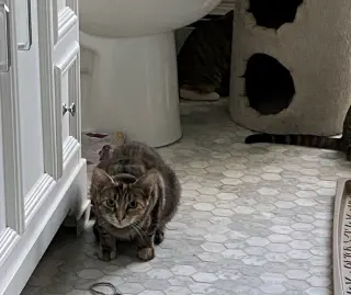 Taffy -  - Sponsored by Angela & Mario
