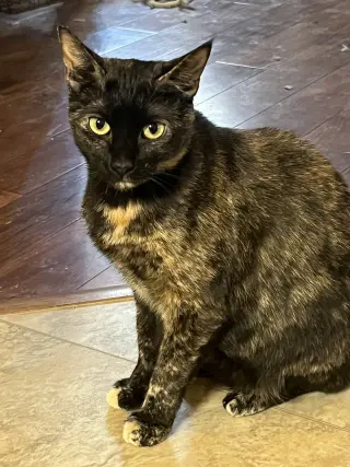 Shelly