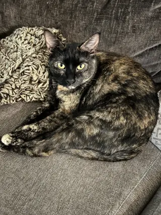 Shelly