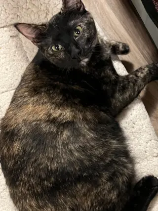 Shelly