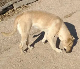 Amarilla