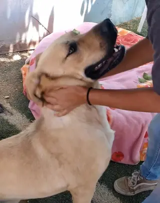 Amarilla